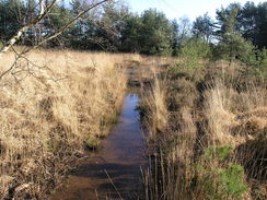 P20081302717	The boggy path on the west side of Ferndown.