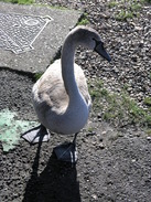 P20082082901	An aggressive swan in Eastney.