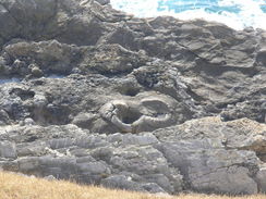 P20082103190	The fossil forest.