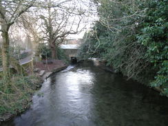 P20082133569	The River Allen in Wimborne Minster.