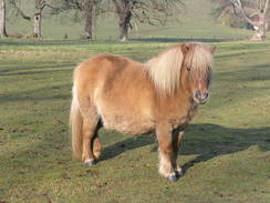 P20082183610	A pony in a field near Bryaston.