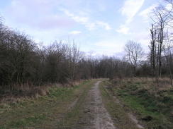 P20082273786	The path on Okeford Hill.