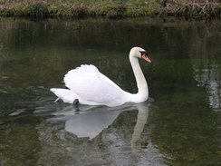 P20084104195	A swan on the River Alre.