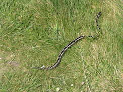 P20084264300	An Adder on the path.