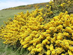 P20084264351	Gorse bushes.