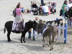 P20084264407	Donkeys at Weymouth seafront.