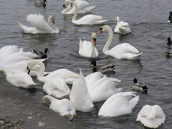 P20085034428	Swans on the Wey in Weymouth.