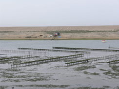 P20085034492	Oyster beds.