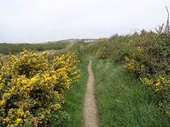 P20085034521	The path at Tidmoor Cove.