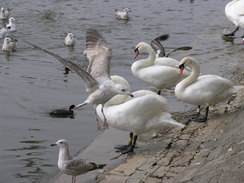 P20085034589	Swans in Weymouth.