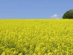 P20085074661	A field of oil seed rape on Fir Down.