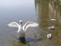 P20086094971	A swan in Emsworth.