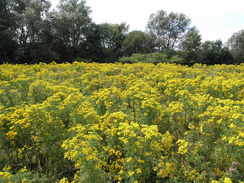 P20087305109	Gorse on the south side of the M27.