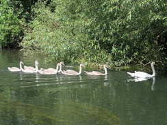 P20087305120	Swans on the river.