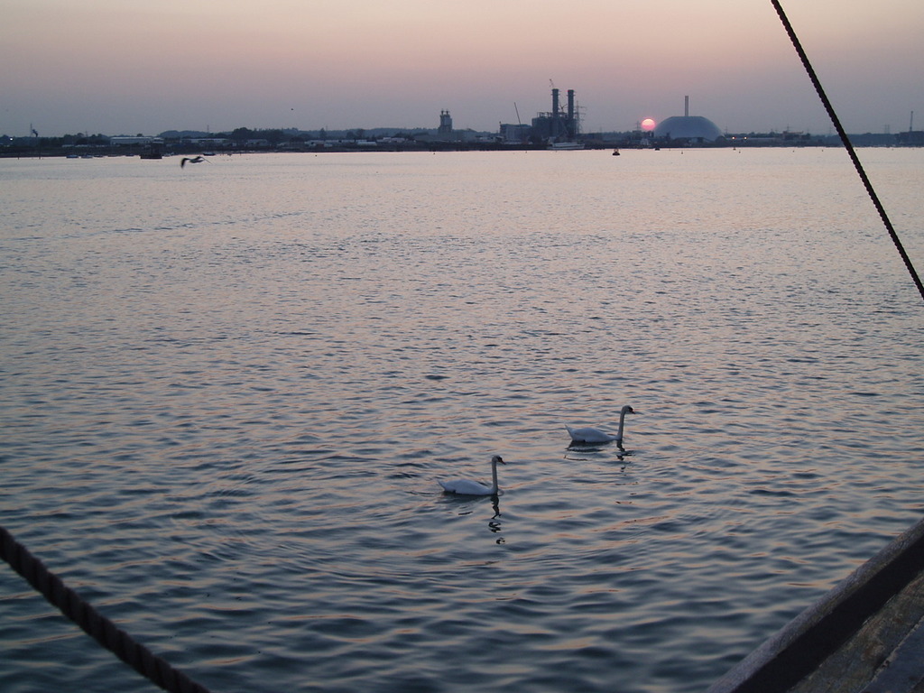 Swans on the river.