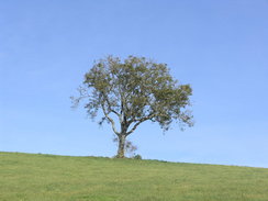 P2008A095477	A tree near Druce Farm.