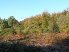 P2008A175582	Heading west through Chawton Park Wood.