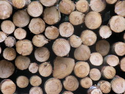 P20091055867	A pile of logs in the Queen Elizabeth Forest.