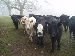 P20091080071	Curious cows.