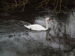 P20091150056	A swan on the Navigation.