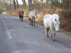 P20092070048	Ponies on the road south to St Leonard's Grange.