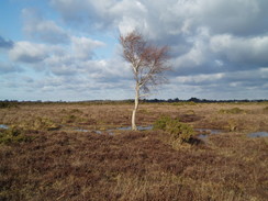 P20092070162	Walking east across Bagshot Moor.