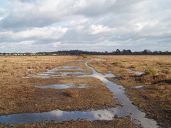 P20092070163	Walking east across Bagshot Moor.