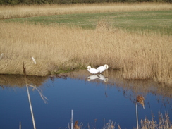 P20093060013	Swans near Pagham Wall.