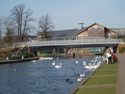 P20093170003	Swans on the canal in Newbury.