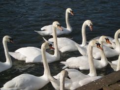 P20093170005	Swans on the canal in Newbury.