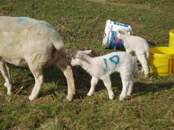 P20093170072	Lambs.