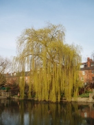 P20093170158	A weeping willow in Reading.