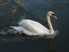 P20093180144	A swan on the canal.