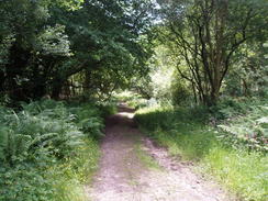 P20096140040	The descent down through Hayes Wood.