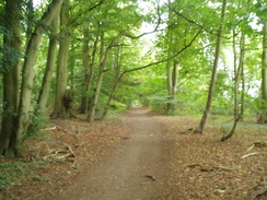 P20099070053	The track leading northwestwards from the A272.