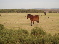 P20101270069	New forest ponies.