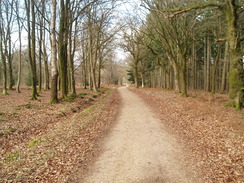 P20102090038	The track through Roe Inclosure.