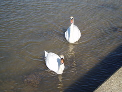 P20103080059	Two swans.