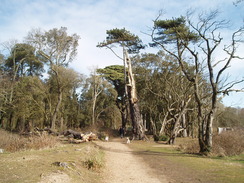 P20103080069	The path through Steamer Point Nature Reserve.