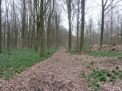 P20101010127	Following the path through West Woods.