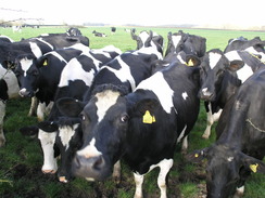 P20104120265	Inquisitive cows.