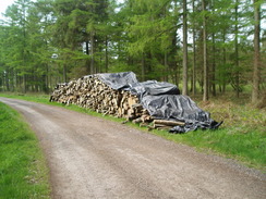 P20104280050	A pile of logs on Rowdean Hill.