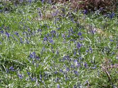 P20105040057	Flowers in Ashmore Wood.