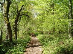 P20105040058	The path through Ashmore Wood.