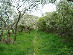 P20105110031	The path near Nettlecombe Tout.