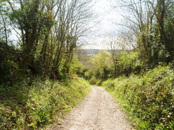 P20105110111	The track descending down west from the A37 into Maiden Newton.