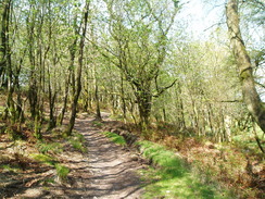 P20105120025	The walk past Lewesdon Hill.