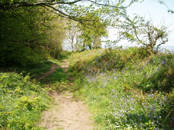 P20105120027	The walk past Lewesdon Hill.