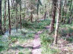 P20105130099	Heading south through the woodland to the south of the A27.