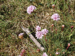 P20105220004	Sea thrift.